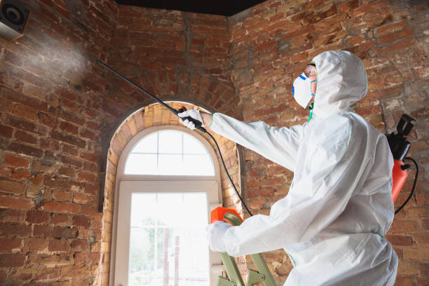 Best Mold Damage Restoration  in Byng, OK